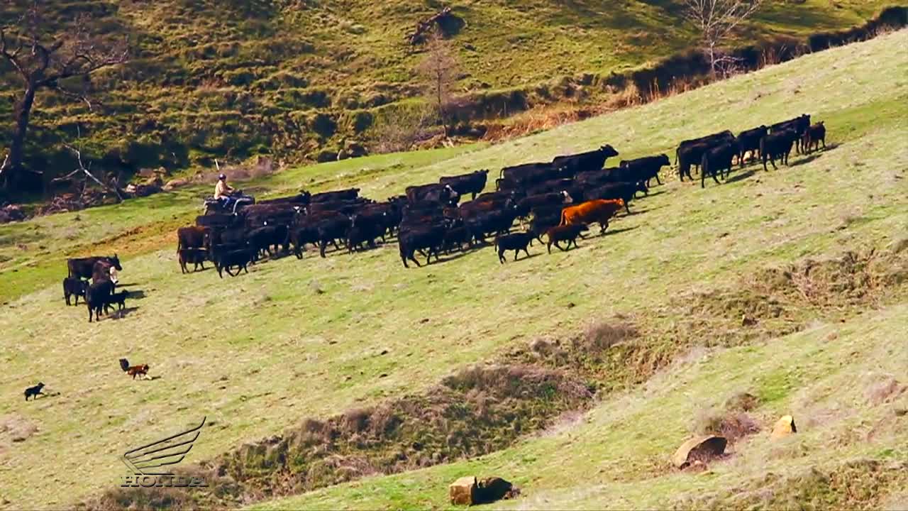ATVs at Work Yolo Land and Cattle Company